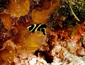 Diving on paradise Reef in Cozumel seems to be like divin... by Steven Anderson 